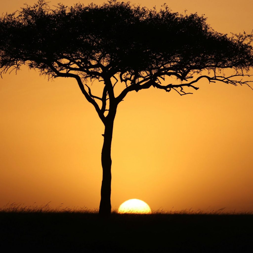 An acacia at sunset, Maasai Mara