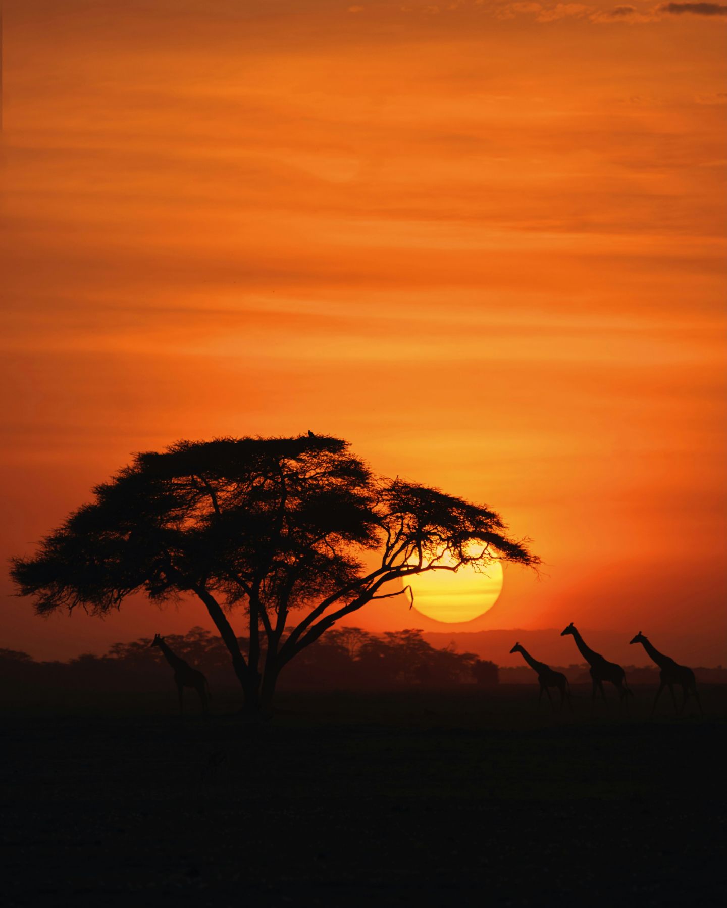 Giraffes at sunset, Amboseli