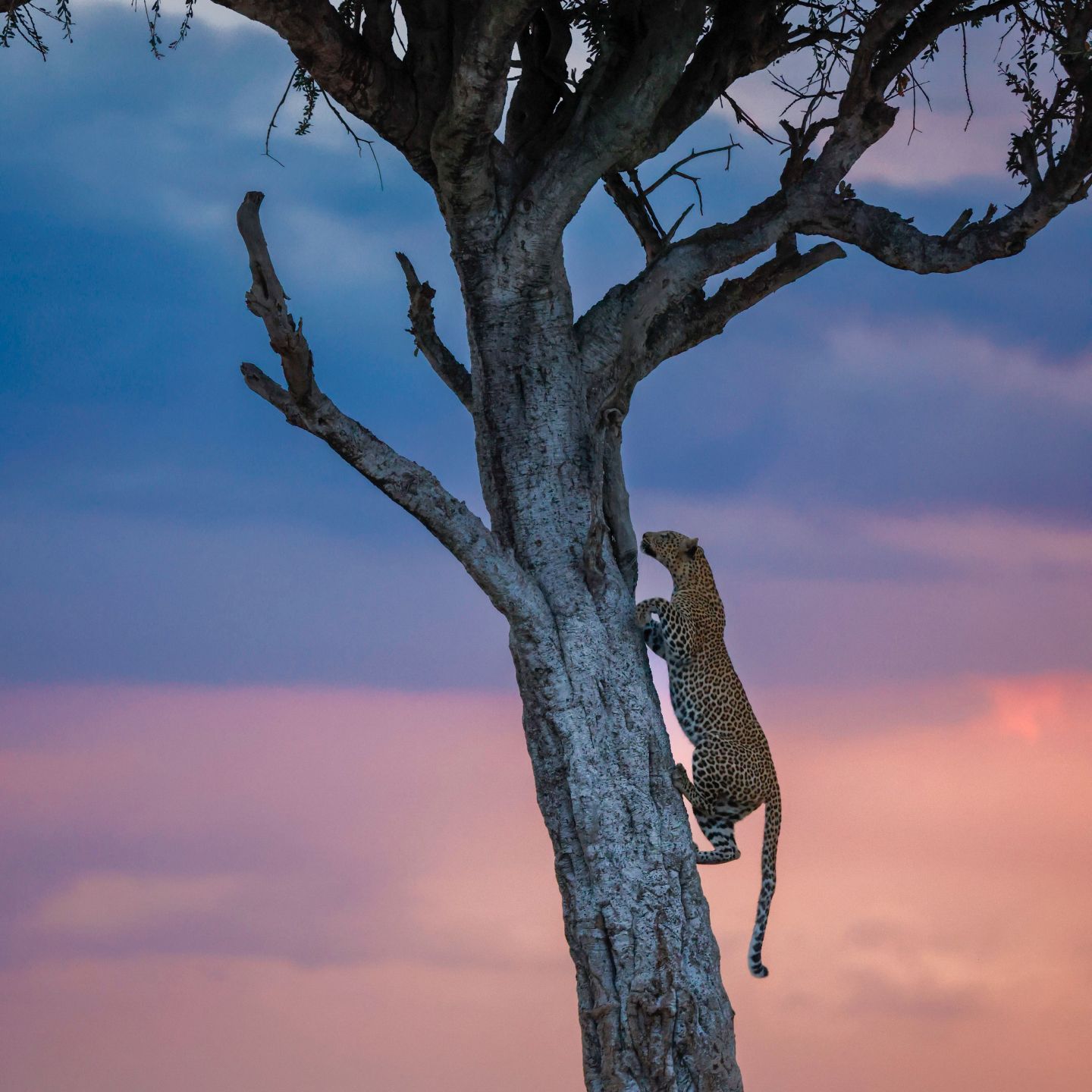 A leopard in a tree at sunset, Maasai Mara