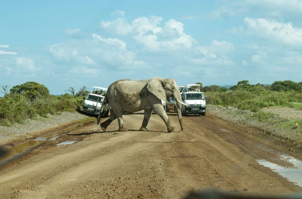 An elephant crosses a road between safari vehicles, Amboseli