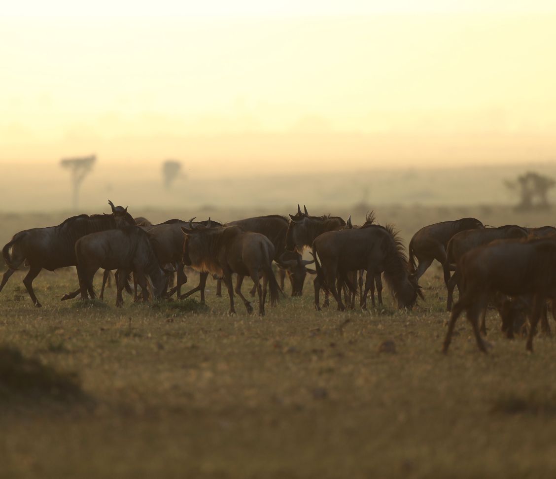 Wildebeest on the Mara plains at dawn